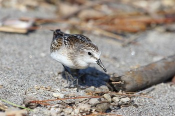 Little Stint 鹿児島県　南さつま市　万ノ瀬川河口 Sat, 9/14/2019