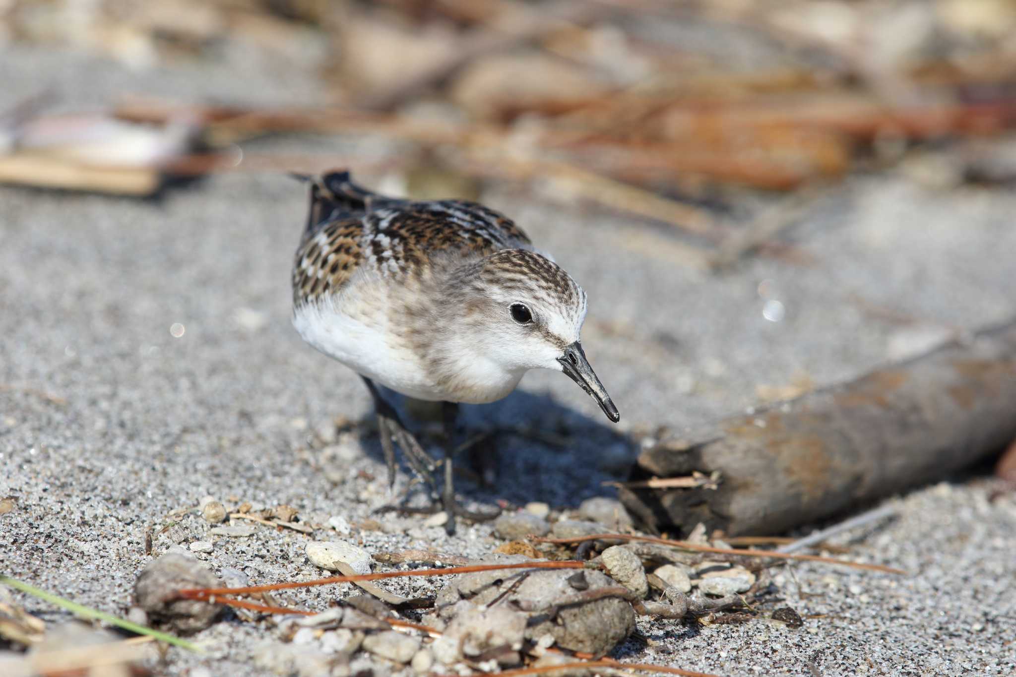 Photo of Little Stint at 鹿児島県　南さつま市　万ノ瀬川河口 by Hatamoto Akihiro