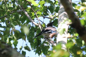 Eurasian Jay 上高地 Sat, 9/14/2019