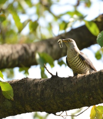 Oriental Cuckoo 東京都 Thu, 9/19/2019