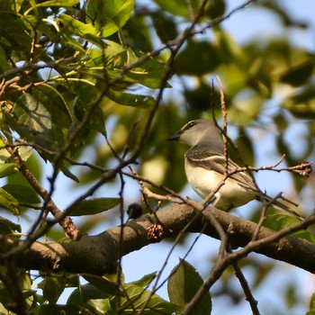 Ashy Minivet 東京都 Thu, 9/19/2019