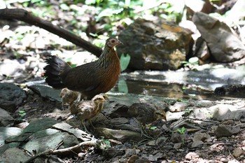 セキショクヤケイ ケーン・クラチャン国立公園 2019年6月2日(日)