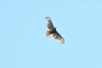 Crested Honey Buzzard Shirakaba-touge Thu, 9/19/2019