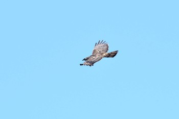 Crested Honey Buzzard Shirakaba-touge Thu, 9/19/2019