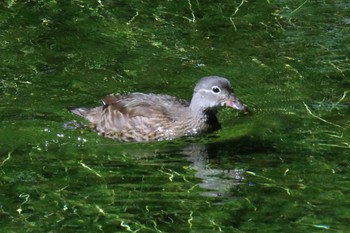 Mandarin Duck 上高地 Sat, 9/14/2019