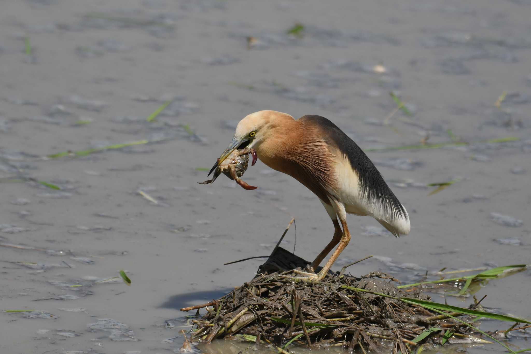 Javan Pond Heron