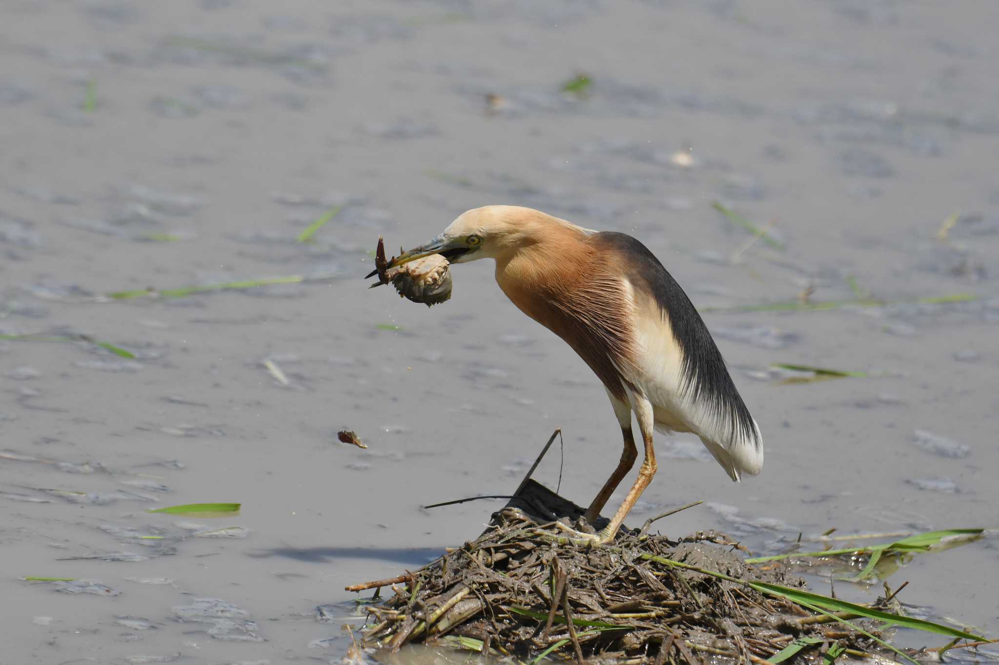 Javan Pond Heron