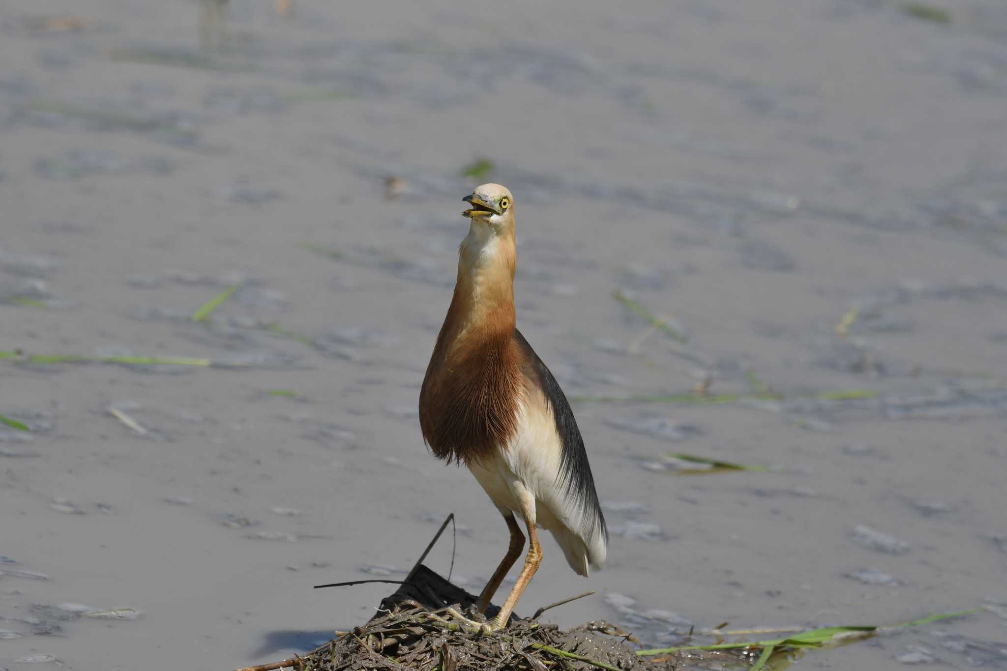 Javan Pond Heron