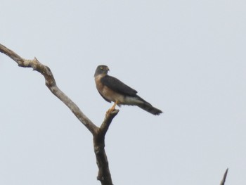 Chinese Sparrowhawk Yoron Island Fri, 9/20/2019