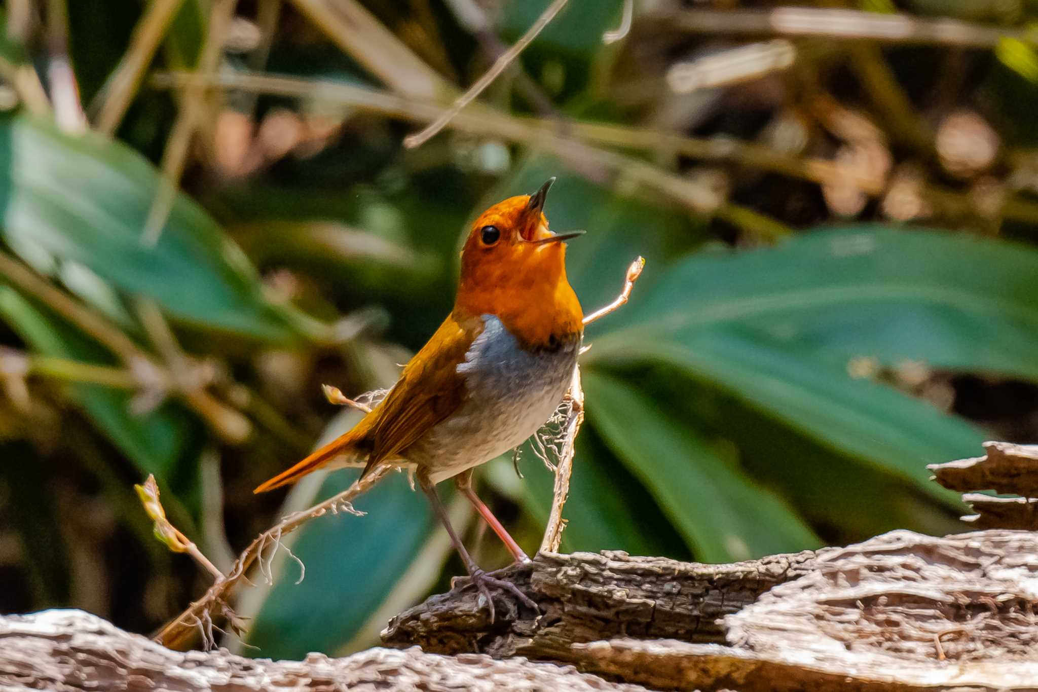 この鳥は本当に絵になりますわ（写真整理してまして…） by good!tk