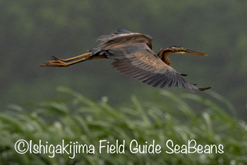 ムラサキサギ 石垣島 2019年9月20日(金)