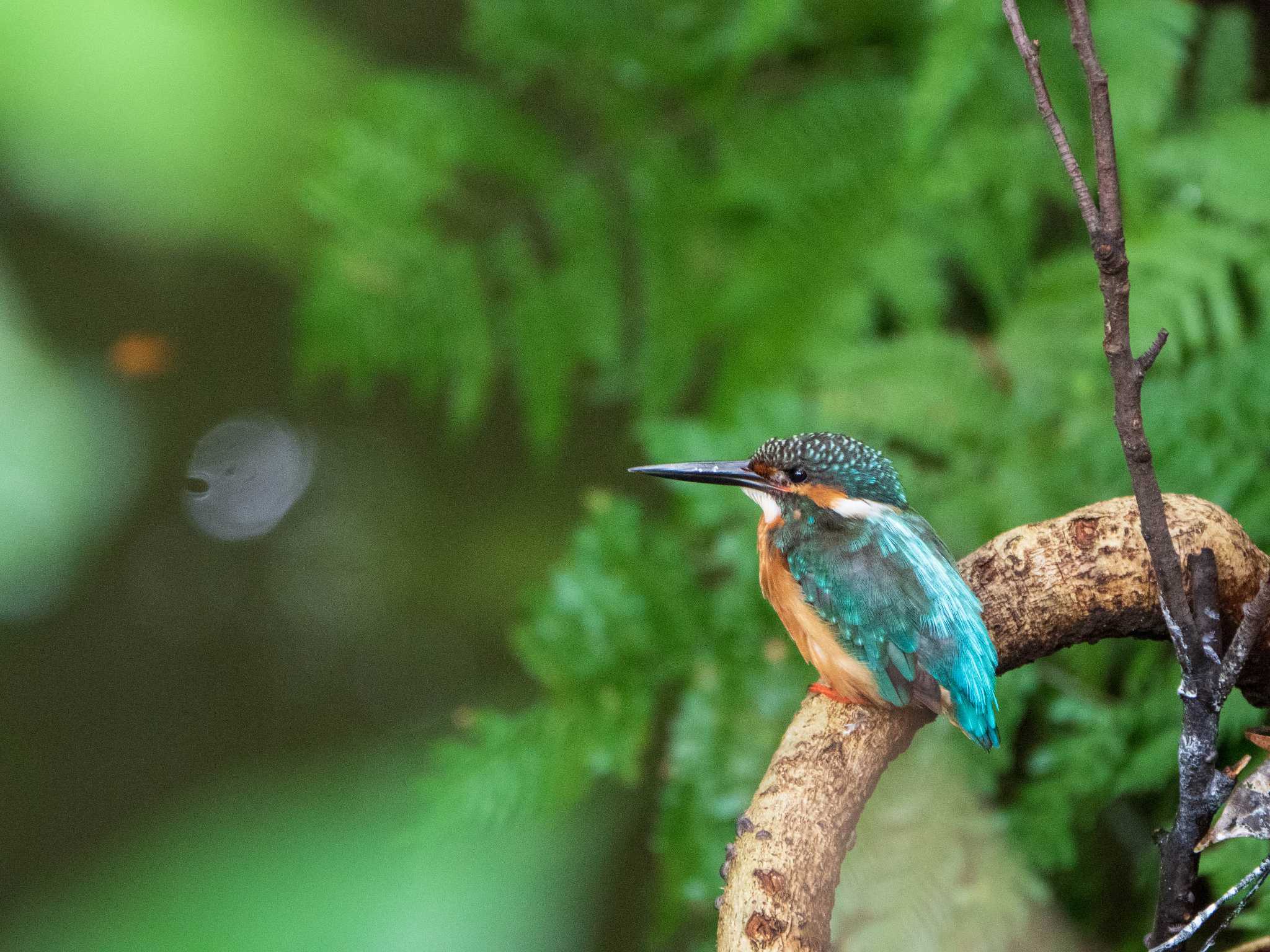 六義園 カワセミの写真 by ryokawameister