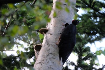 クマゲラ 豊平公園(札幌市) 2019年9月15日(日)