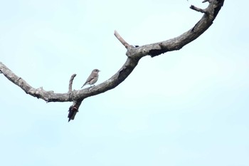 エゾビタキ なえぼ公園 2019年9月15日(日)