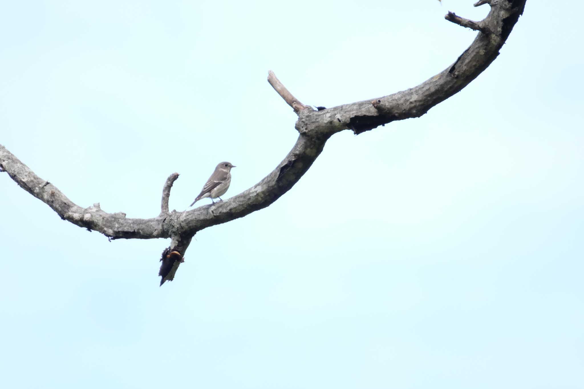 なえぼ公園 エゾビタキの写真 by toru