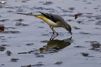 カワラヒワ 姉川 2019年9月21日(土)