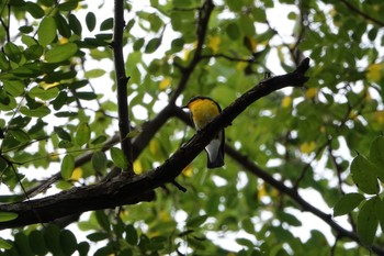 2019年9月15日(日) なえぼ公園の野鳥観察記録