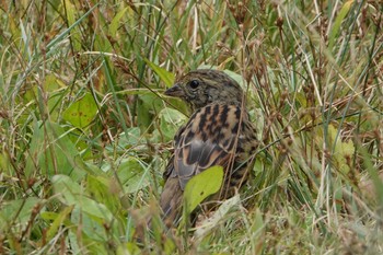 2019年9月14日(土) ウトナイ湖の野鳥観察記録