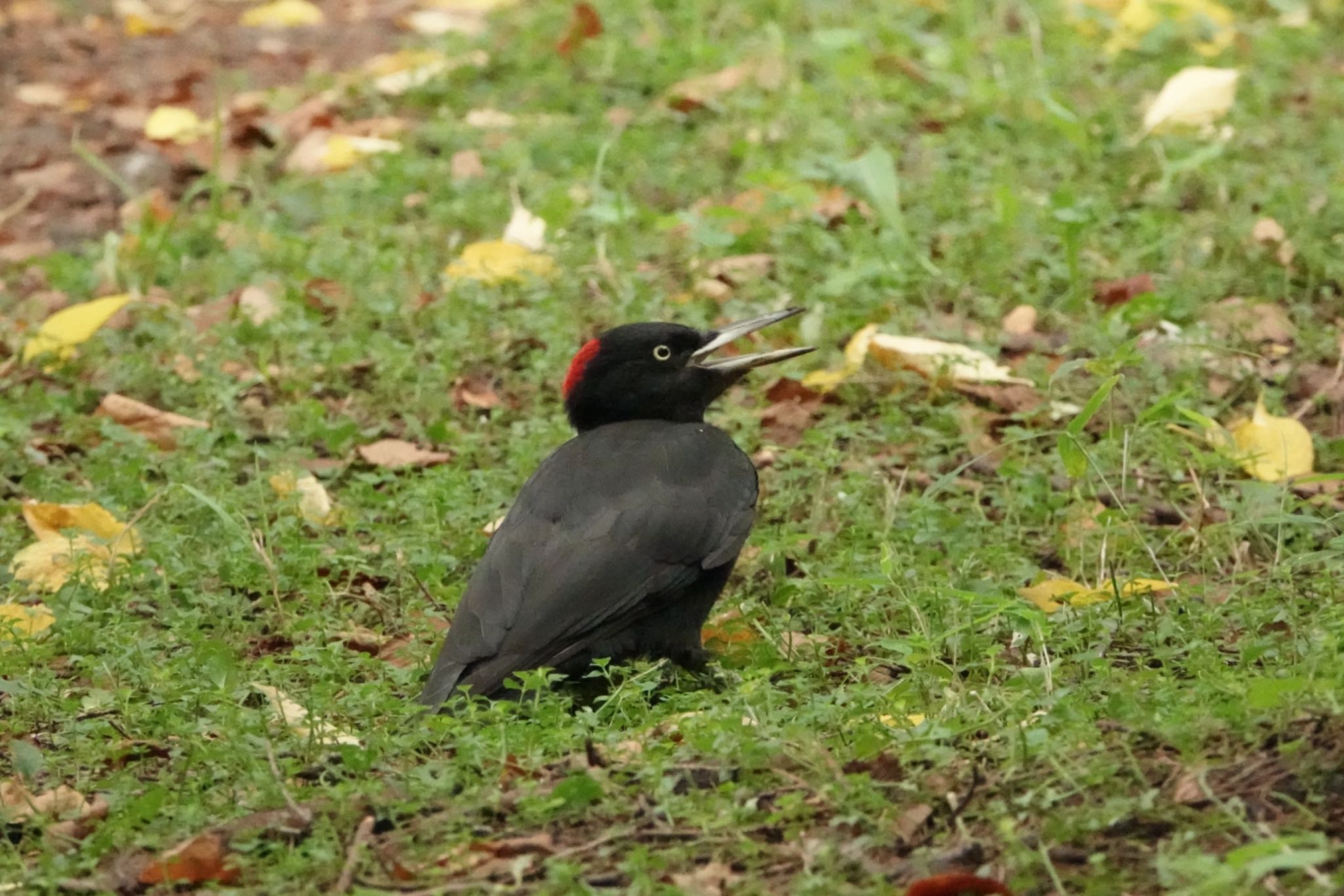 Photo of Black Woodpecker at 豊平公園(札幌市) by ひじり