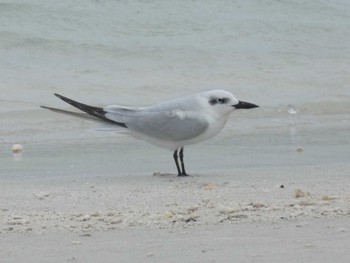 Gull-billed Tern Yoron Island Sat, 9/21/2019