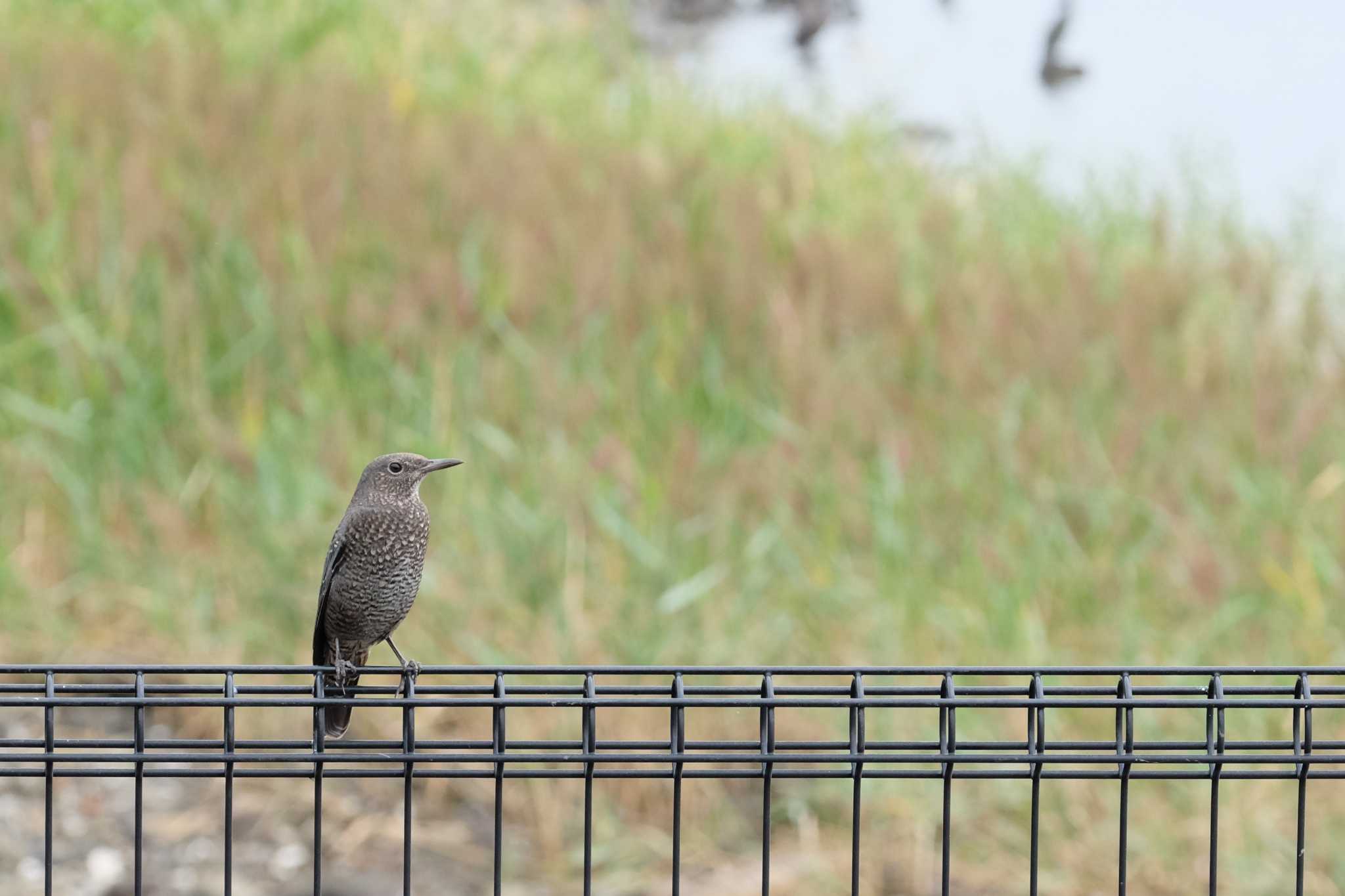 東京港野鳥公園 イソヒヨドリの写真 by toru