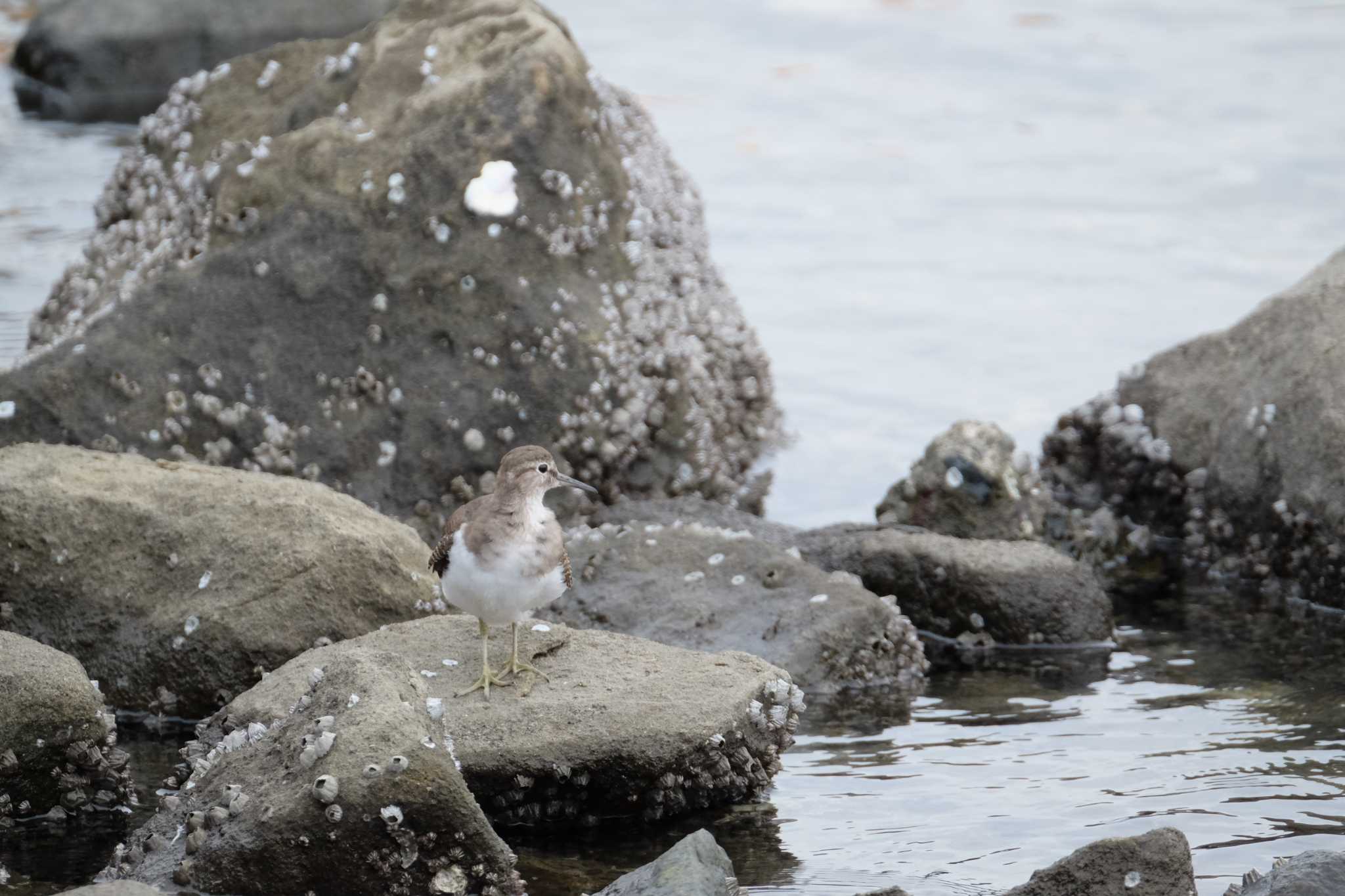 東京港野鳥公園 イソシギの写真 by toru