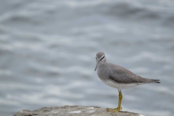 キアシシギ 東京港野鳥公園 2019年9月21日(土)