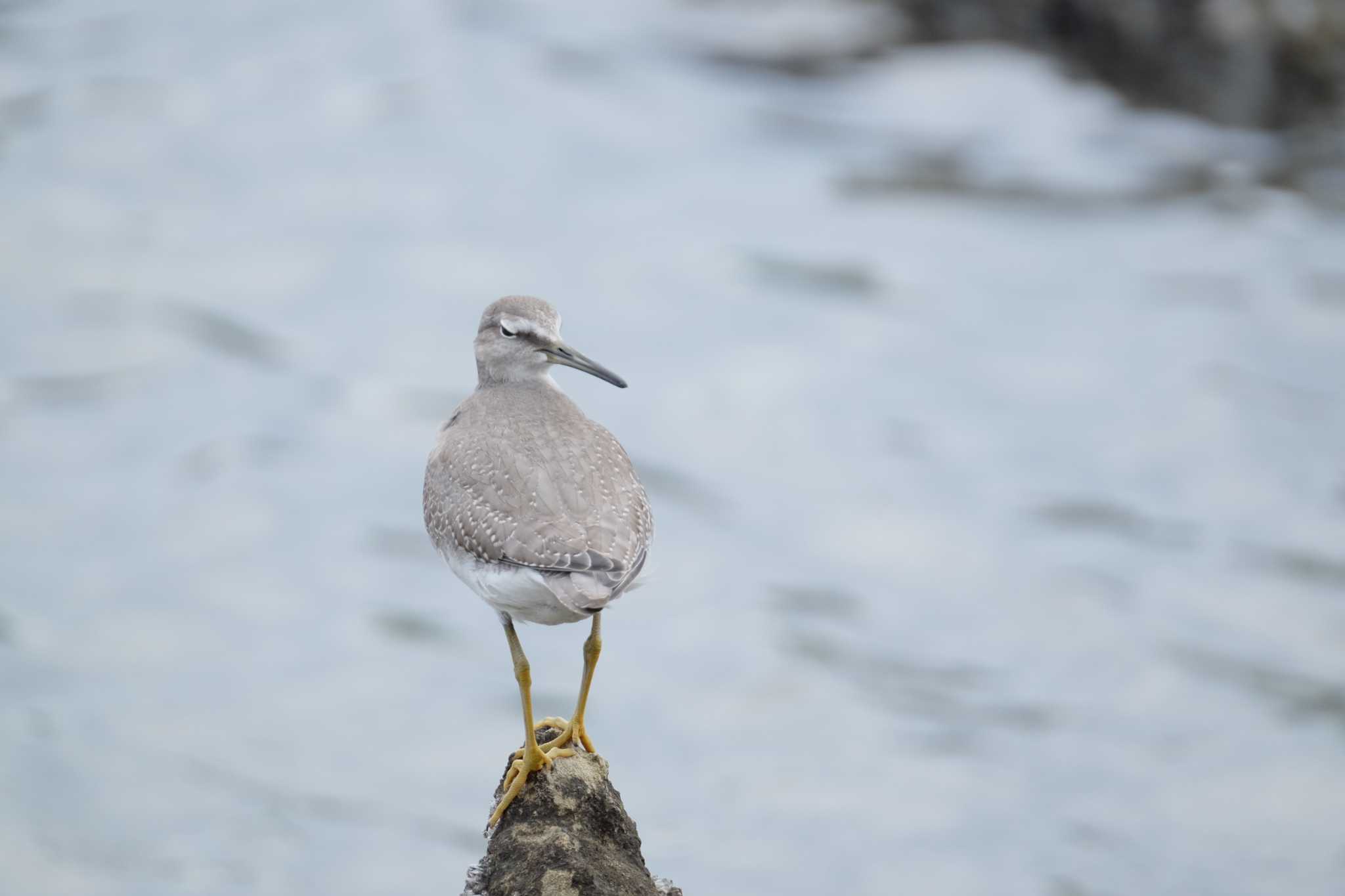 東京港野鳥公園 キアシシギの写真 by toru