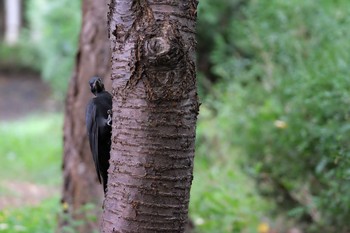 Mon, 9/16/2019 Birding report at 豊平公園(札幌市)