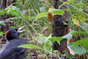 Black Woodpecker 豊平公園(札幌市) Mon, 9/16/2019