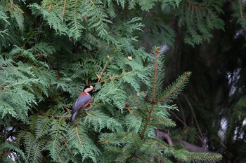 2019年9月16日(月) 円山公園の野鳥観察記録