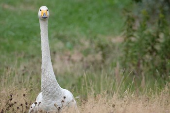 2019年9月14日(土) ウトナイ湖の野鳥観察記録