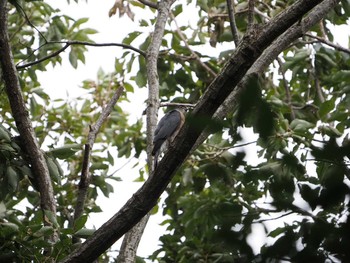 2019年9月21日(土) 座間谷戸山公園の野鳥観察記録