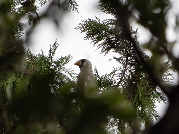 Japanese Grosbeak Yatoyama Park Sat, 9/21/2019