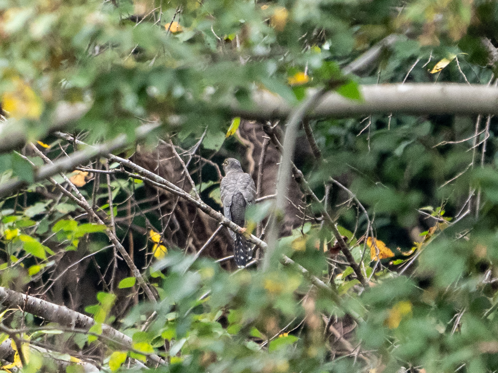 Photo of Common Cuckoo at Yatoyama Park by ふなきち