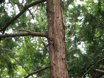 Japanese Green Woodpecker Yatoyama Park Sat, 9/21/2019