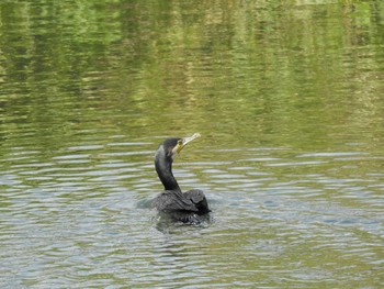 カワウ 恩田川(高瀬橋付近) 2019年9月2日(月)