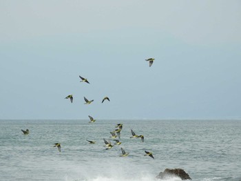 Mon, 8/26/2019 Birding report at Terugasaki Beach