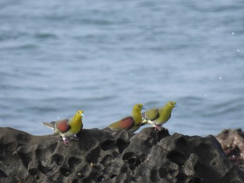 アオバト 大磯照ヶ崎海岸 2019年8月26日(月)