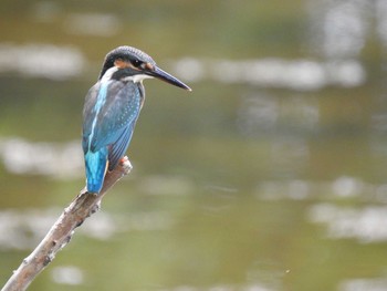 カワセミ 葛西臨海公園 2019年8月14日(水)