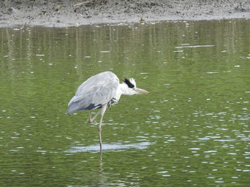 アオサギ 葛西臨海公園 2019年8月14日(水)