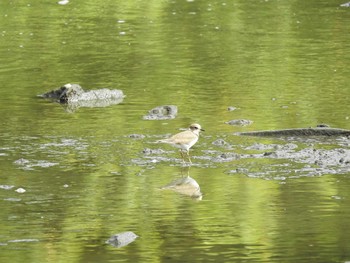 コチドリ 葛西臨海公園 2019年8月14日(水)