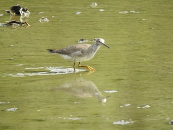 キアシシギ 葛西臨海公園 2019年8月14日(水)