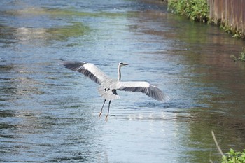 2019年9月20日(金) 猪子山の野鳥観察記録