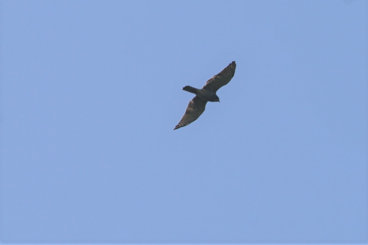 Grey-faced Buzzard