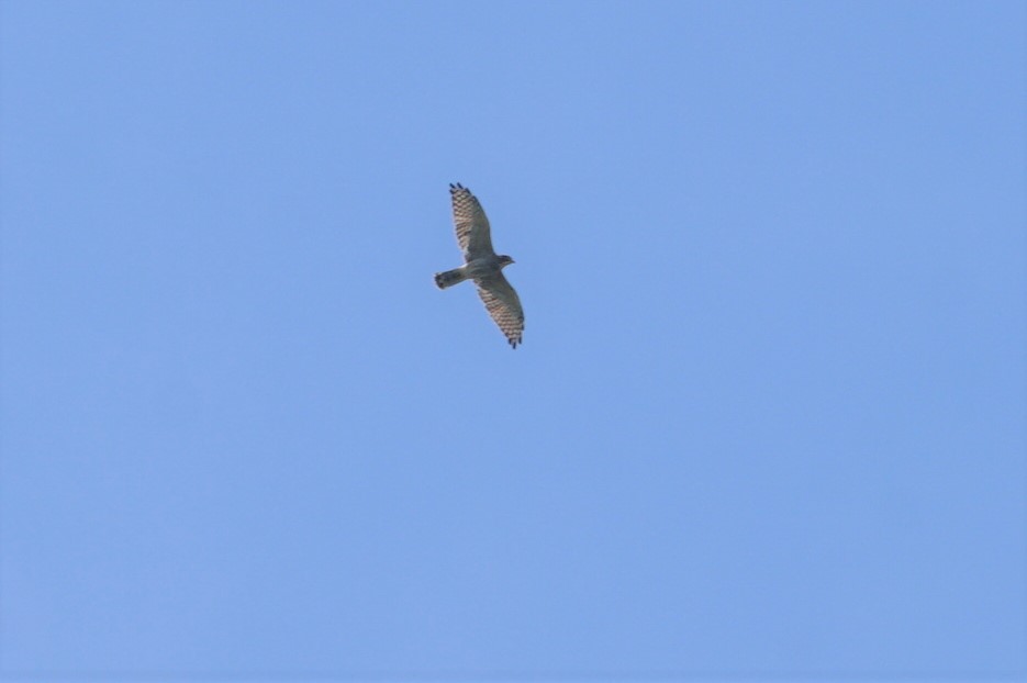 Grey-faced Buzzard