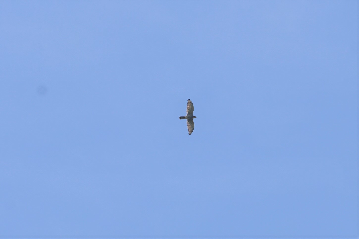 Grey-faced Buzzard