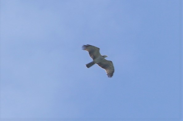 Crested Honey Buzzard