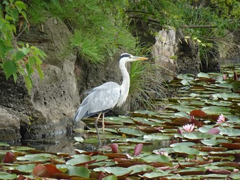 アオサギ 長居植物園 2019年9月21日(土)