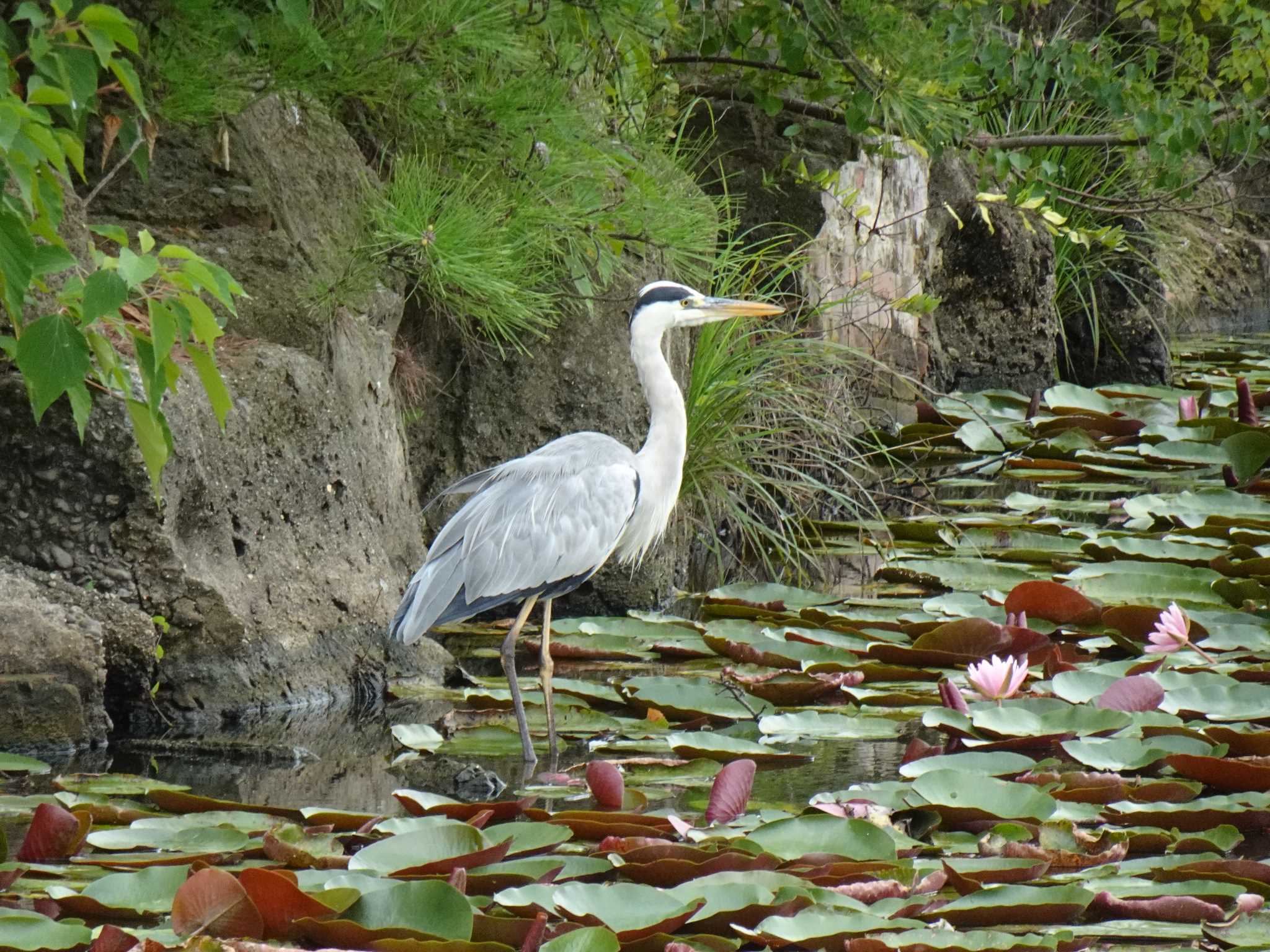 長居植物園 アオサギの写真 by マル